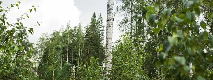 Mixed Forests Are the Forests of the Future