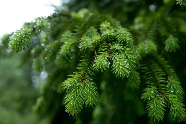 Metsä Board Updates Its Sustainability Targets
